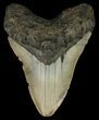 Bargain, Megalodon Tooth - North Carolina #67270-1